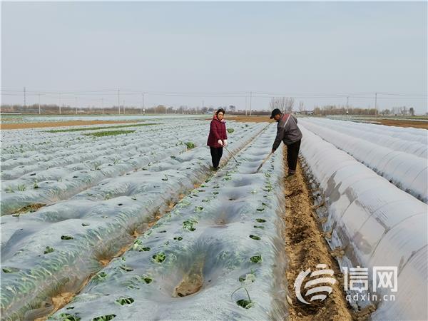 平度土豆价格动态分析与预测