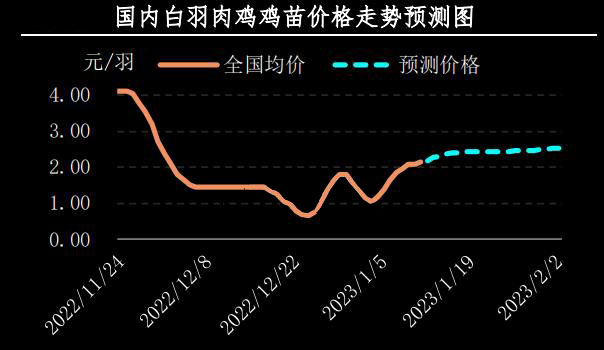 鸡价最新行情分析与趋势预测