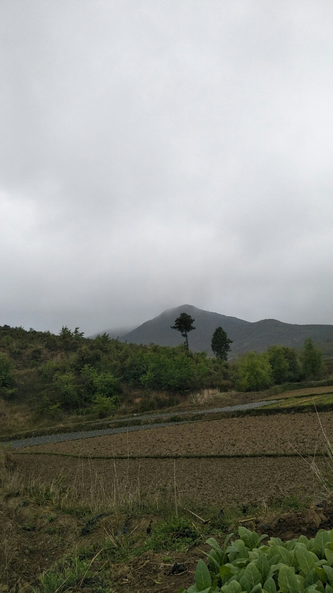 胡村乡天气预报更新通知